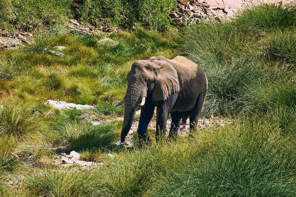 Desert-adapted elephants at Huab Lodge, Damaraland, Namibia.