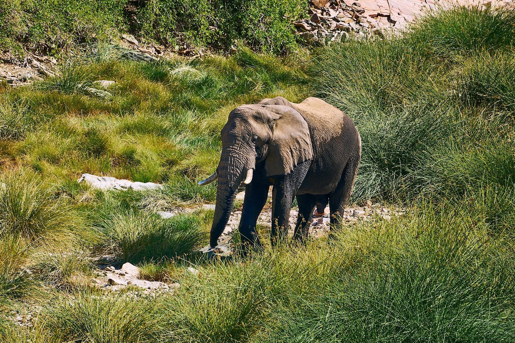 Desert-adapted elephants at Huab Lodge, Damaraland, Namibia.
