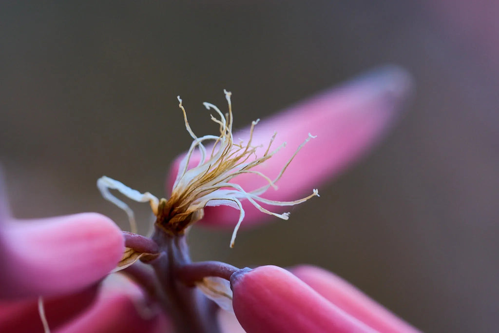 Local flora at Huab Lodge, Damaraland, Namibia.
