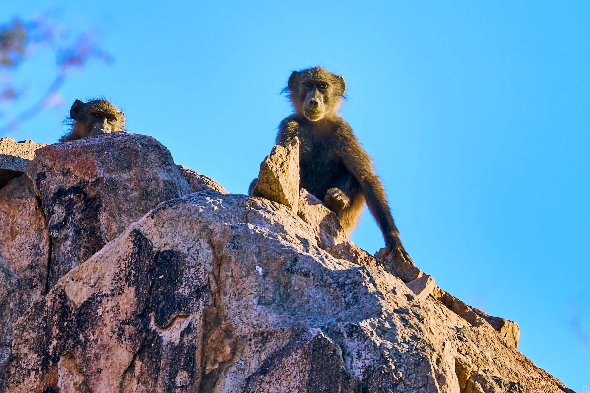 Local wildlife at Huab Lodge, Damaraland, Namibia.