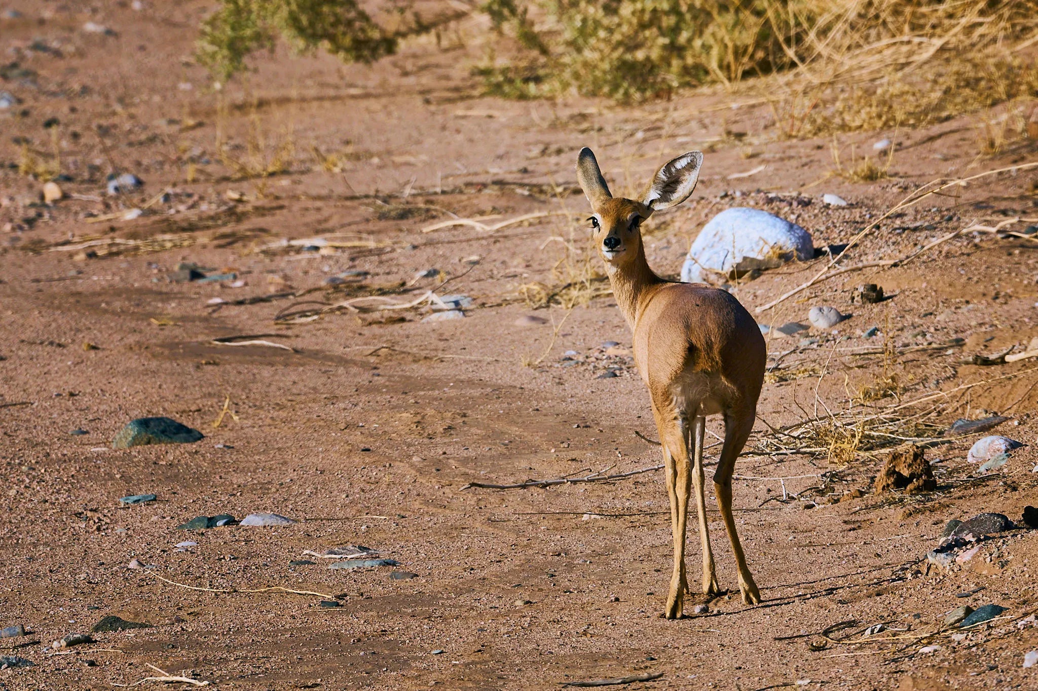 Local wildlife at Huab Lodge, Damaraland, Namibia.