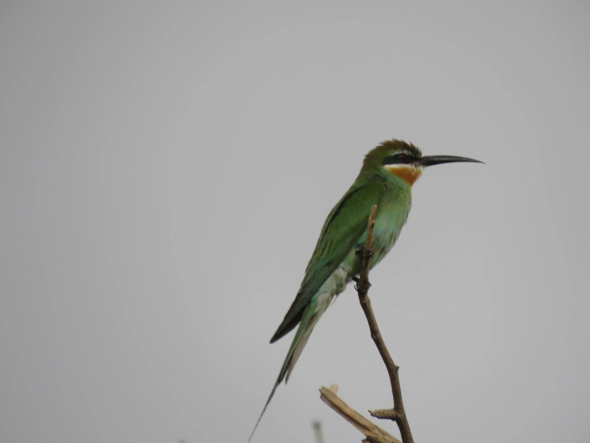 Bee-eater at Huab Lodge, Damaraland, Namibia.