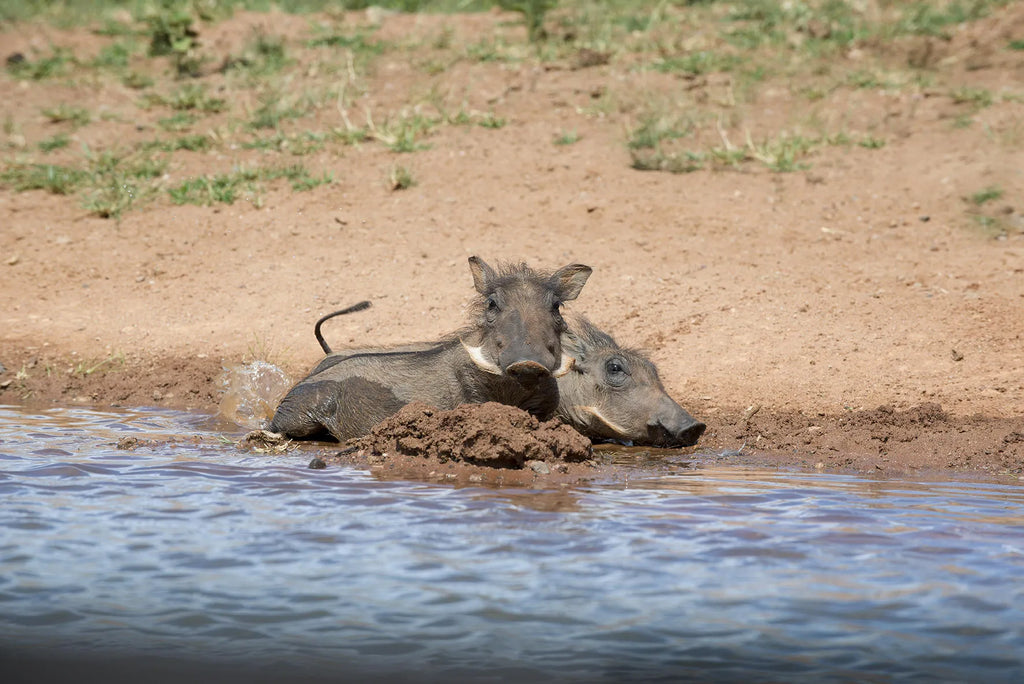 Mhondoro Safari Lodge and Villa at Mhondoro Safari Lodge & Villa, Welgevonden Game Reserve, South Africa.