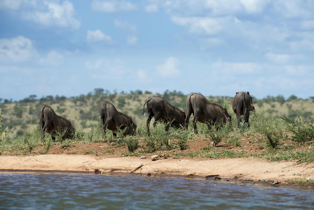 Mhondoro Safari Lodge and Villa at Mhondoro Safari Lodge & Villa, Welgevonden Game Reserve, South Africa.