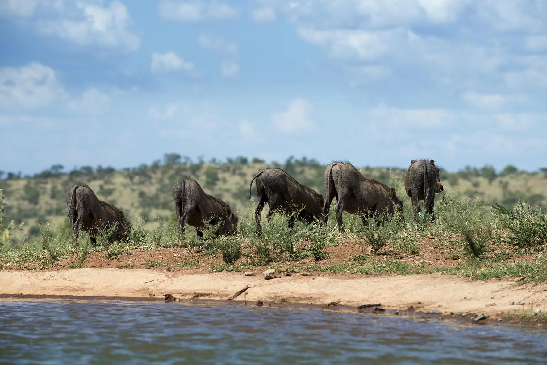 Mhondoro Safari Lodge and Villa at Mhondoro Safari Lodge & Villa, Welgevonden Game Reserve, South Africa.
