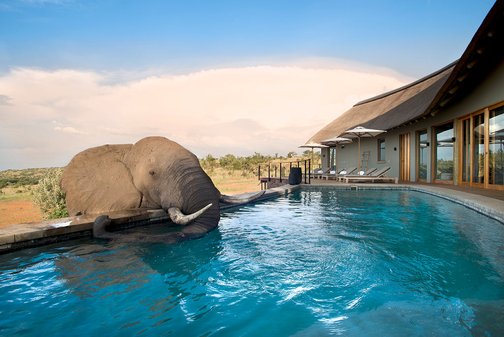 Mhondoro Safari Lodge and Villa