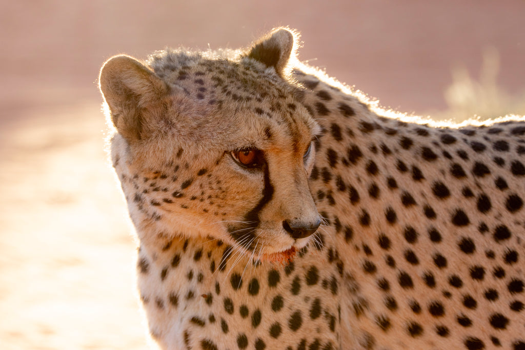 Cheetah Excursion with Sundowner