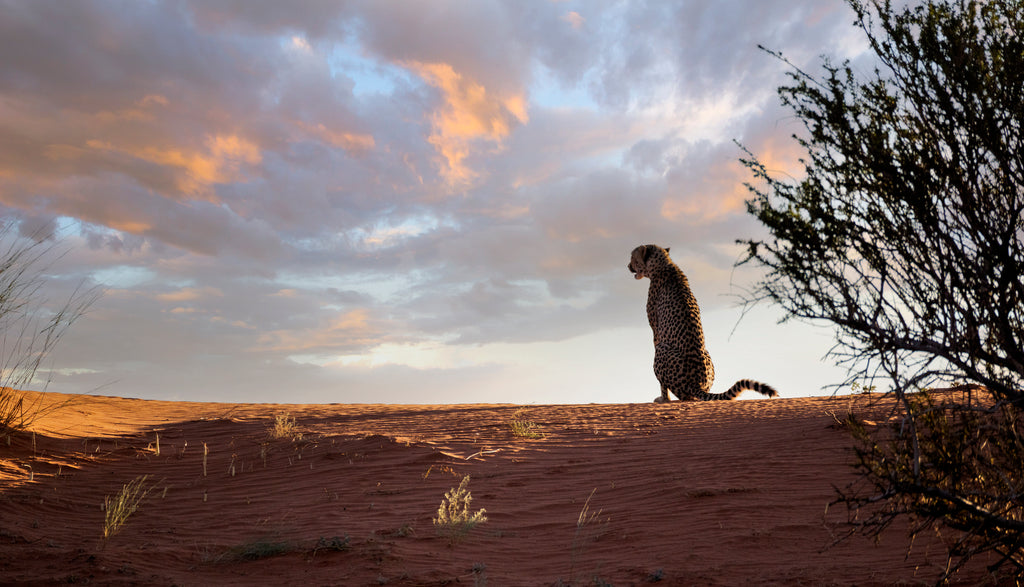 Cheetah Excursion with Sundowner