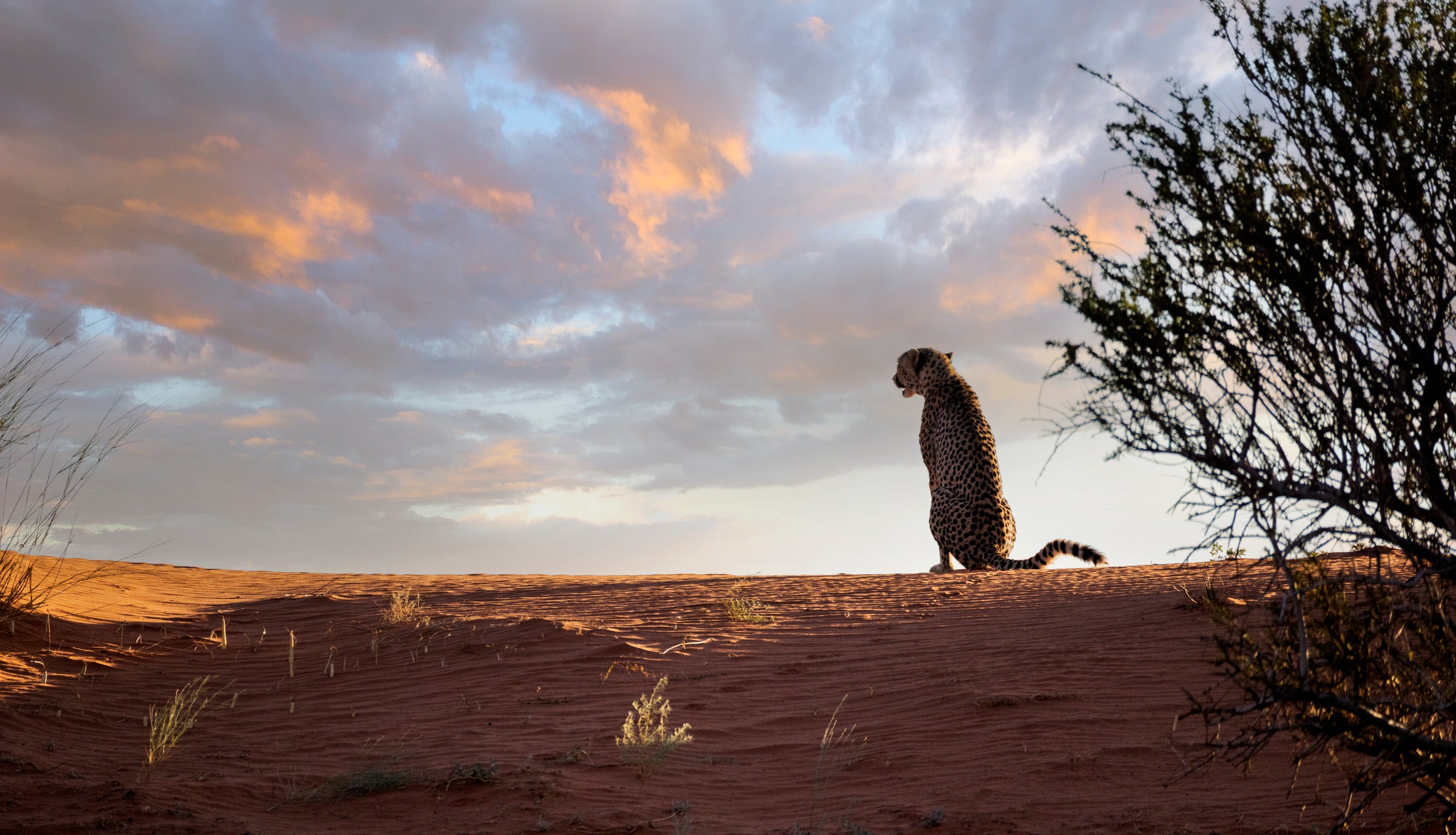 Cheetah Excursion with Sundowner