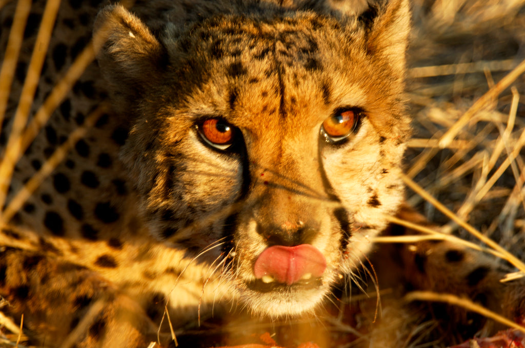 Cheetah Excursion with Sundowner