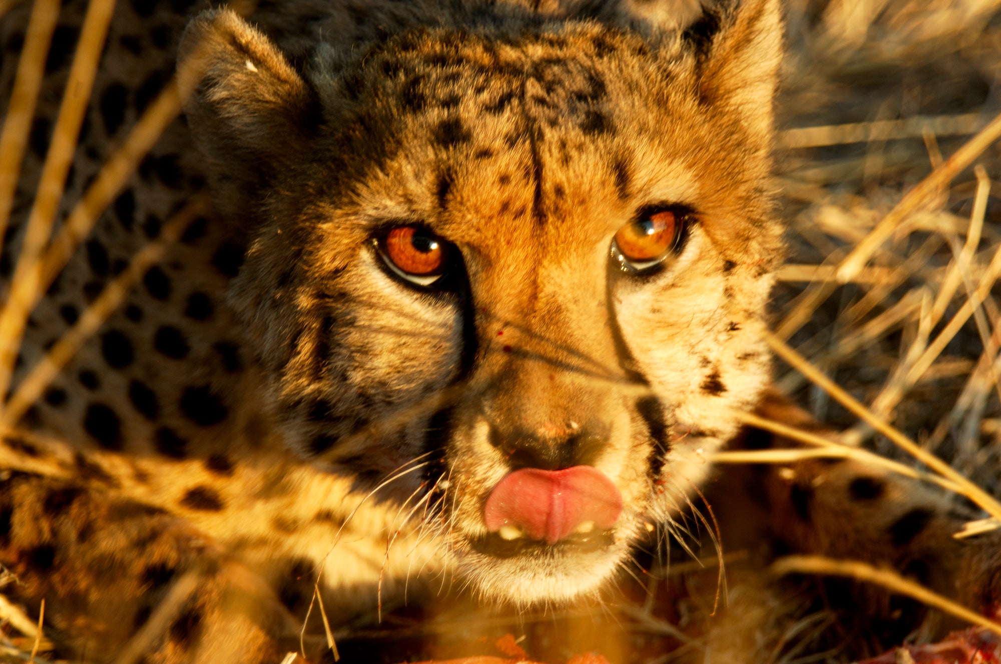 Cheetah Excursion with Sundowner