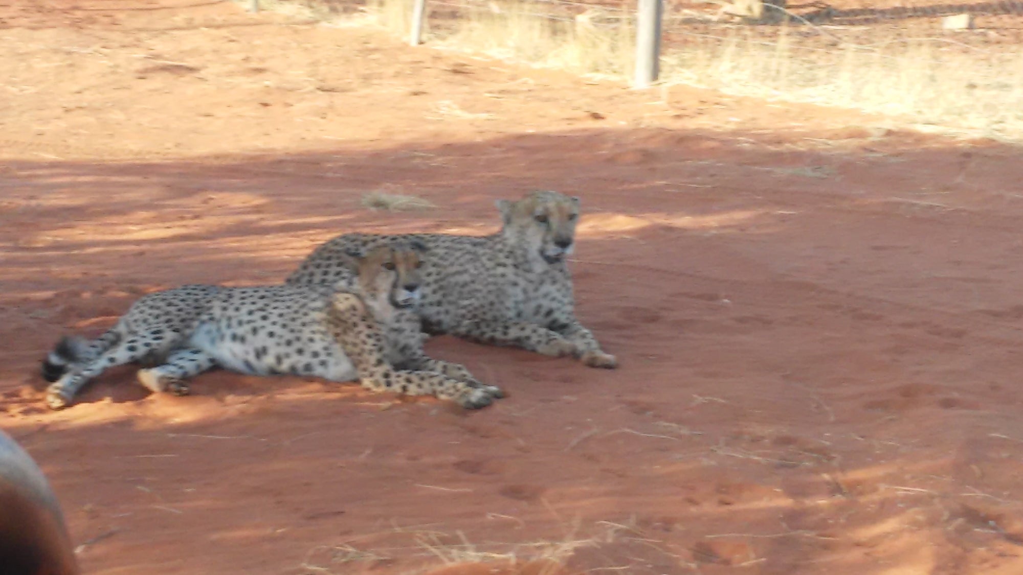 Cheetah Excursion with Sundowner