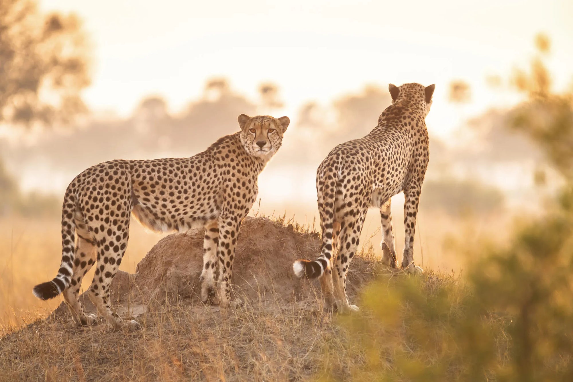 Wilderness Linkwasha at Wilderness Linkwasha, Hwange National Park, Zimbabwe.