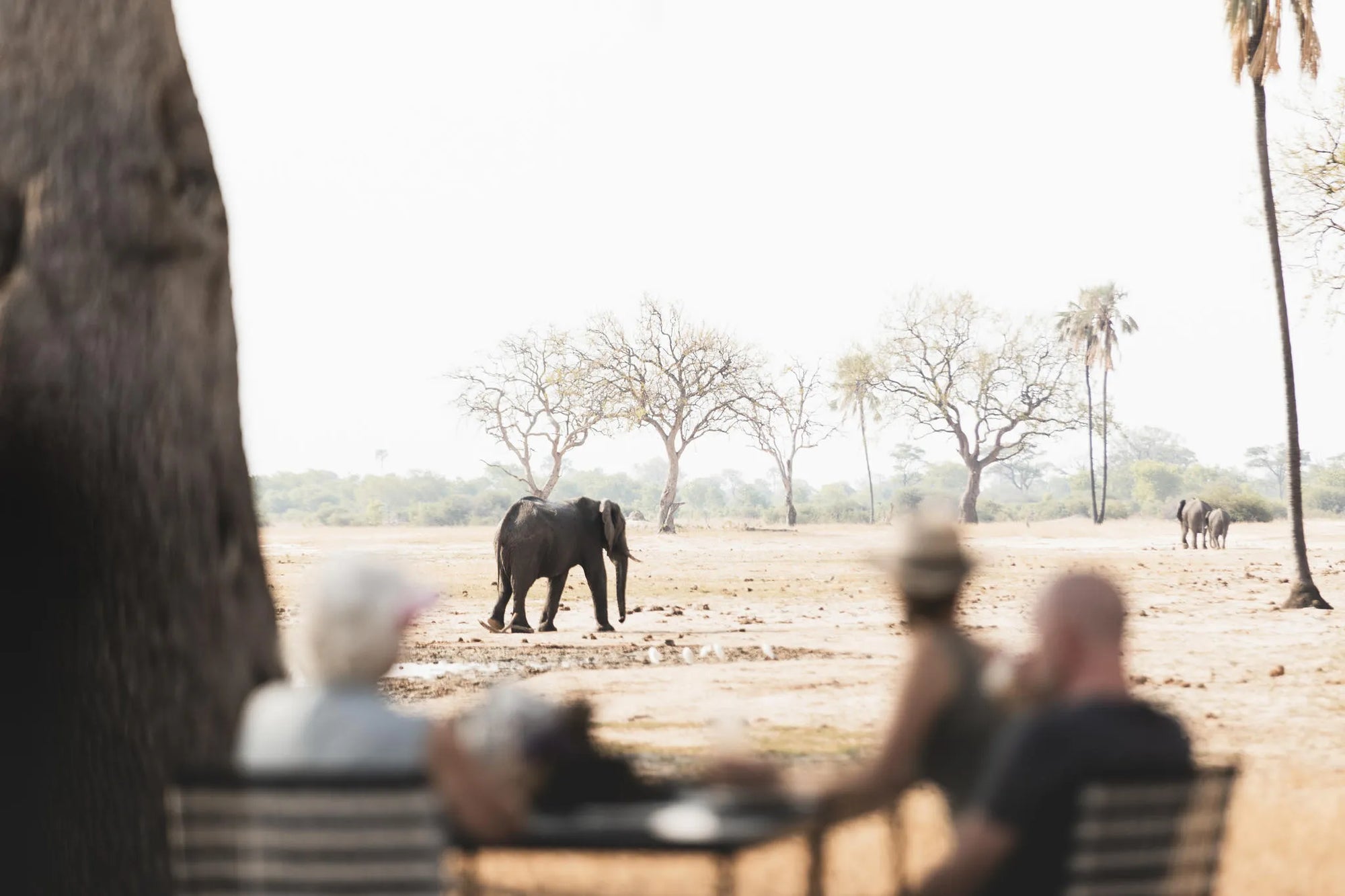 Wilderness Linkwasha at Wilderness Linkwasha, Hwange National Park, Zimbabwe.