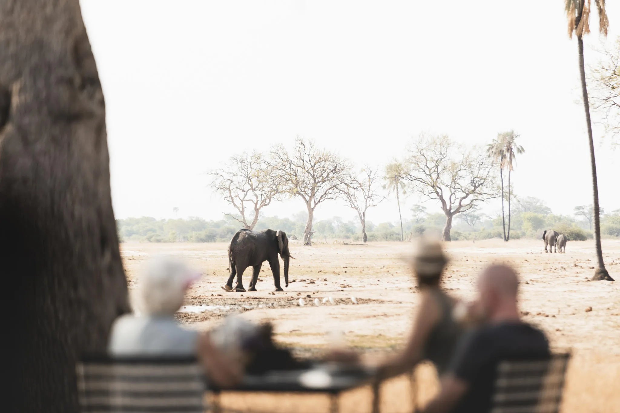 Wilderness Linkwasha at Wilderness Linkwasha, Hwange National Park, Zimbabwe.