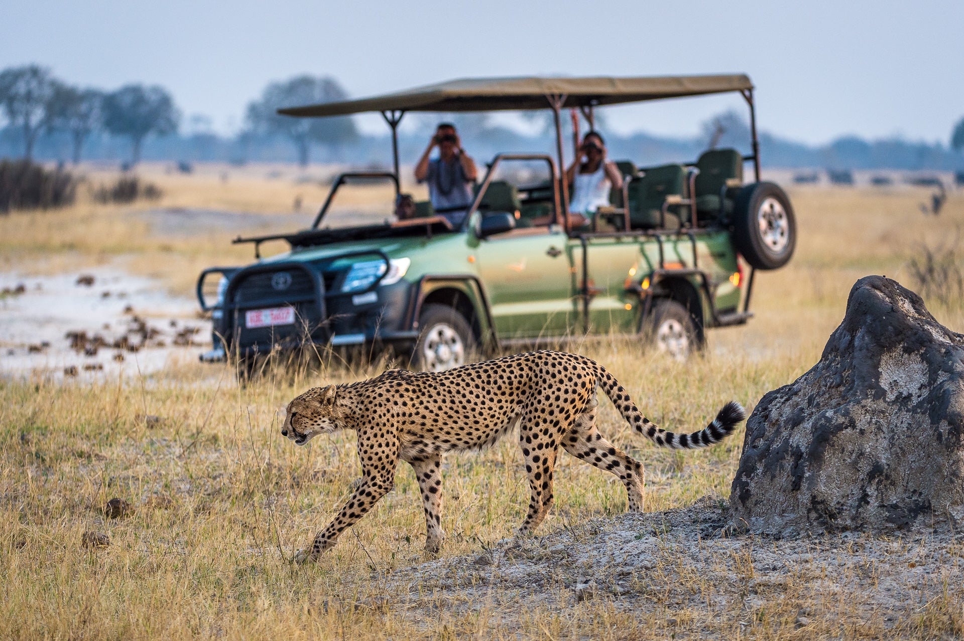 Wilderness Linkwasha – Game Drives 