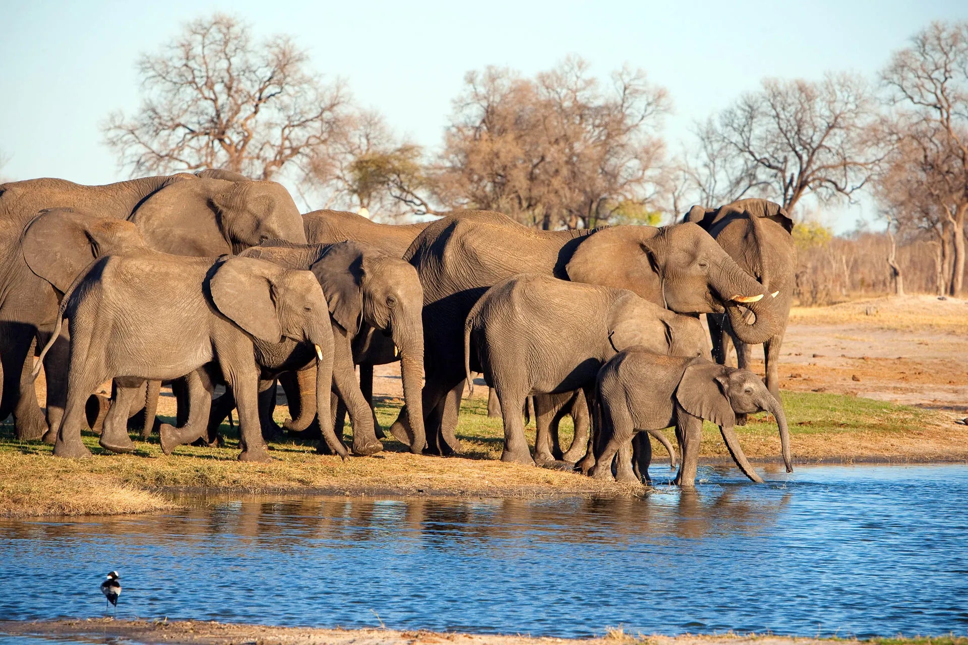 Wilderness Linkwasha at Wilderness Linkwasha, Hwange National Park, Zimbabwe.