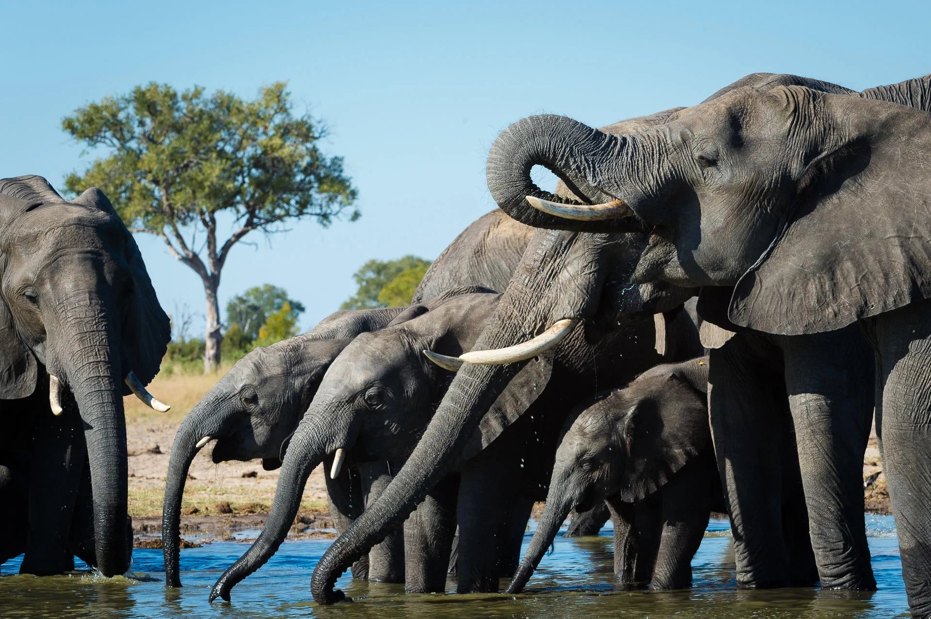 Wilderness Linkwasha at Wilderness Linkwasha, Hwange National Park, Zimbabwe.
