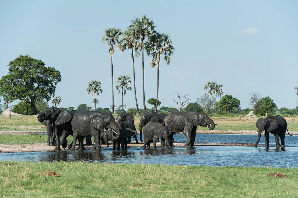 Wilderness Linkwasha at Wilderness Linkwasha, Hwange National Park, Zimbabwe.