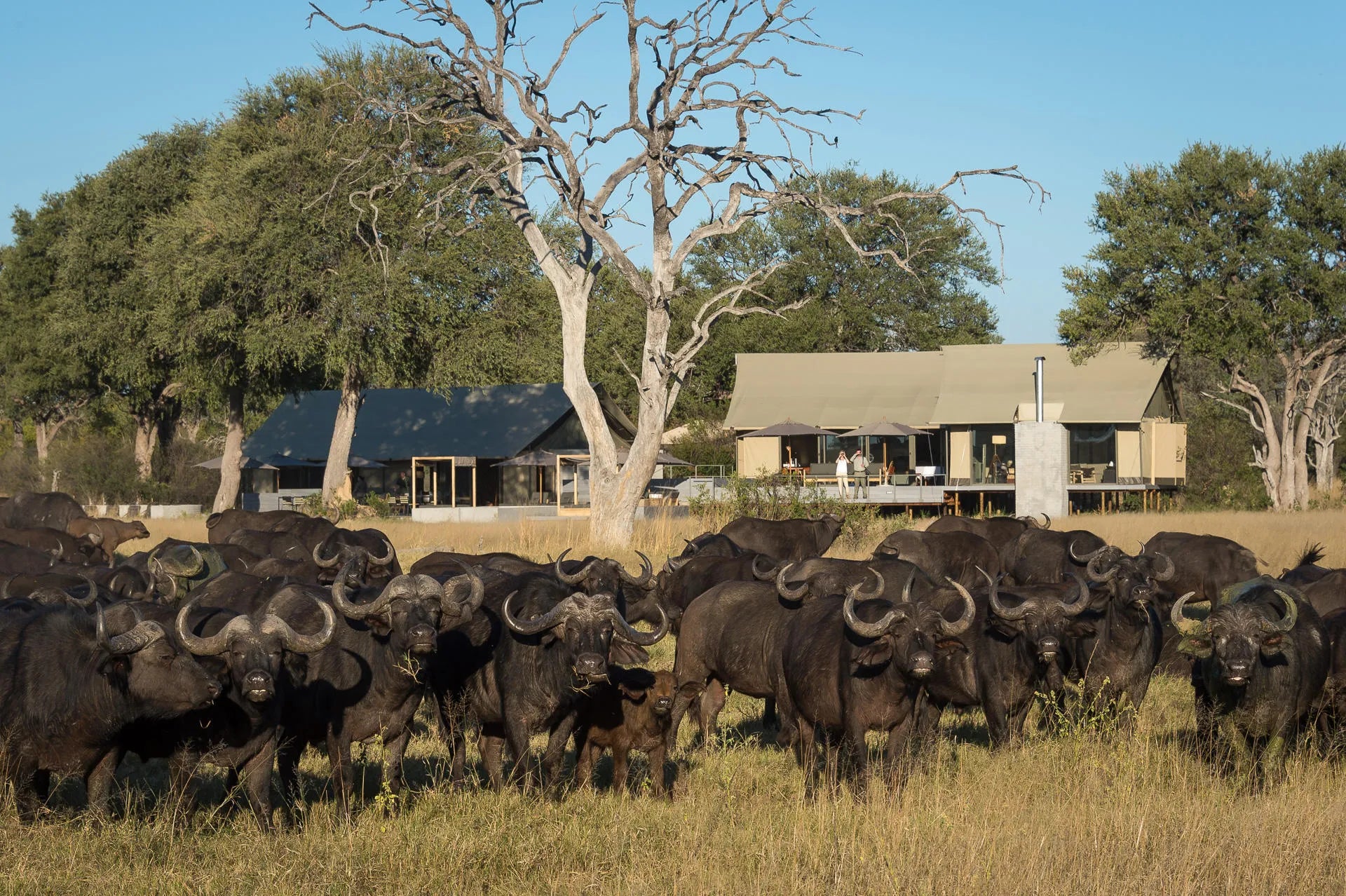 Wilderness Linkwasha at Wilderness Linkwasha, Hwange National Park, Zimbabwe.