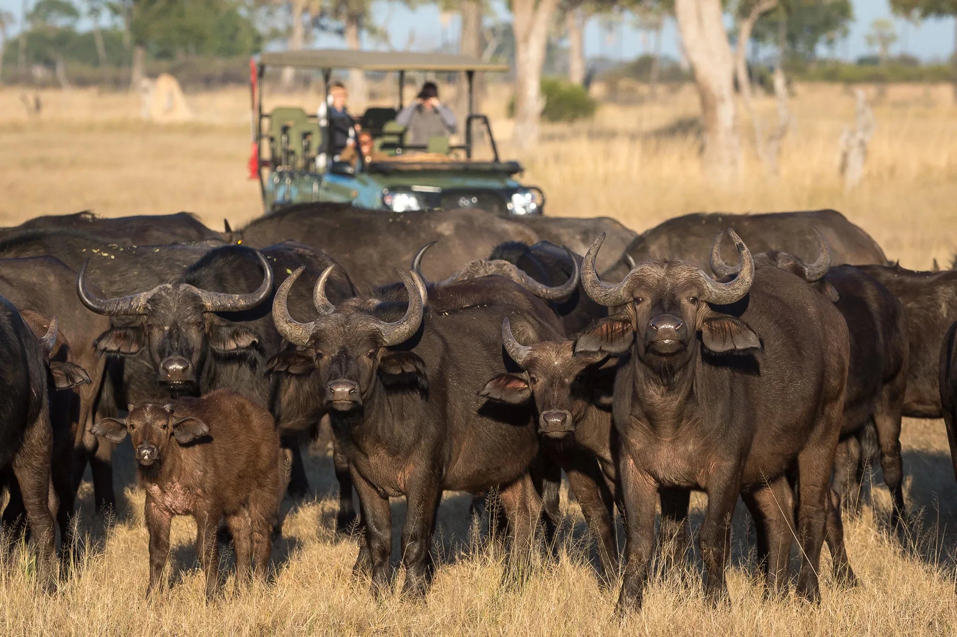 Wilderness Linkwasha at Wilderness Linkwasha, Hwange National Park, Zimbabwe.