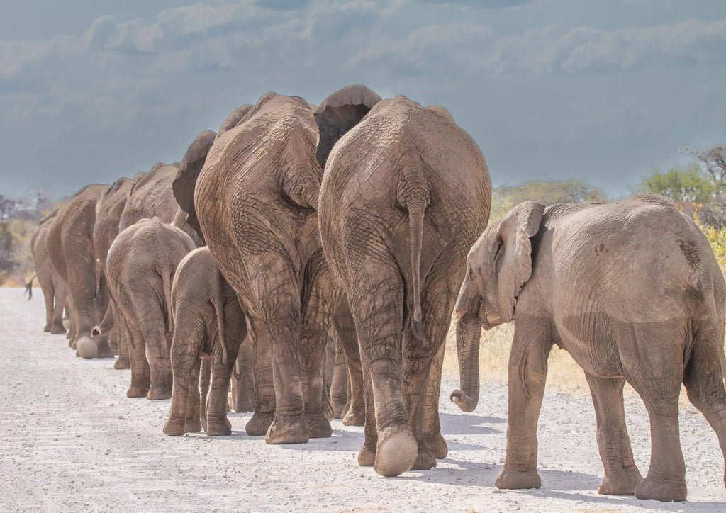 Etosha National Park at Mushara Bush Camp, Etosha East, Namibia.