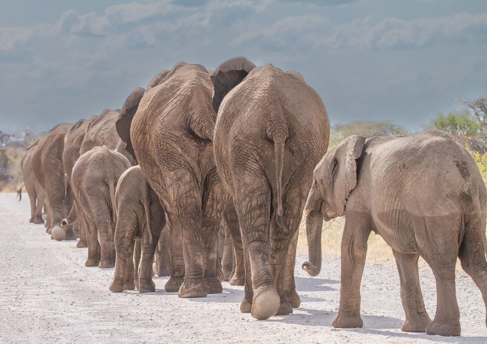 Etosha National Park at Mushara Bush Camp, Etosha East, Namibia.