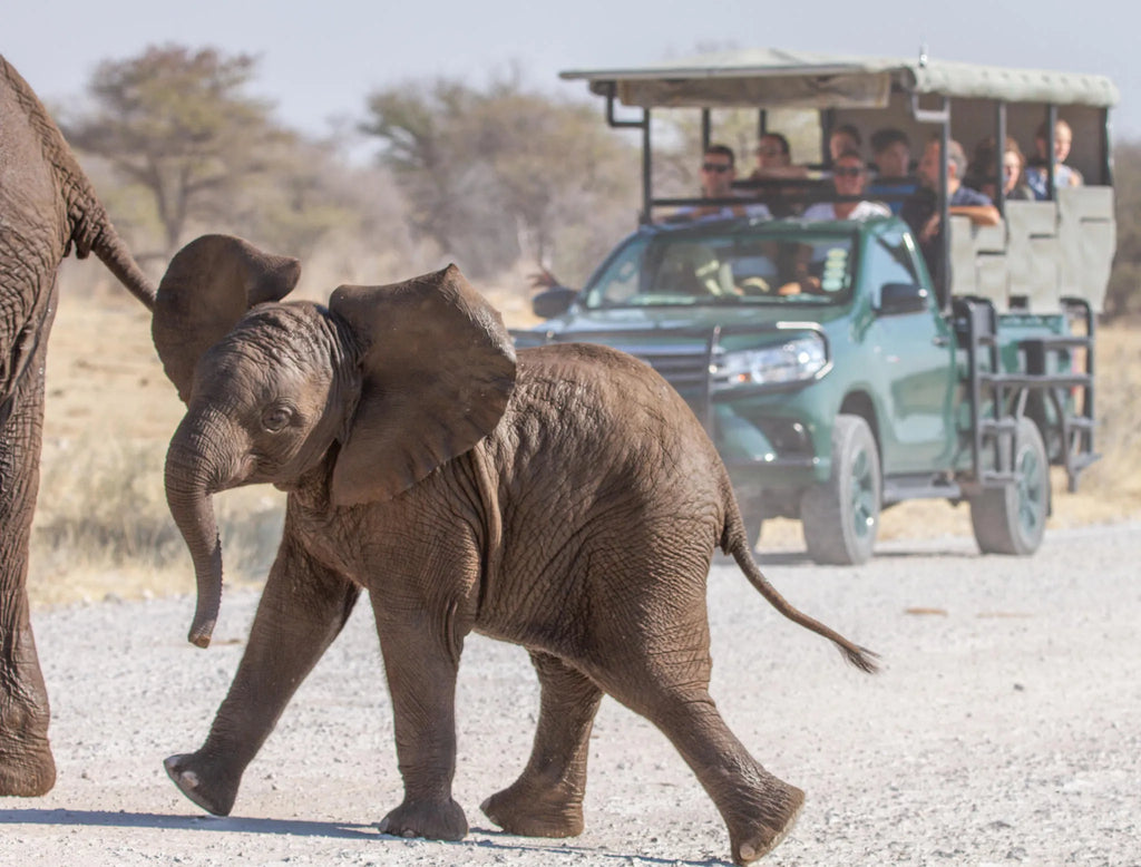 Etosha National Park Game Drive with Mushara at Mushara Bush Camp, Etosha East, Namibia.