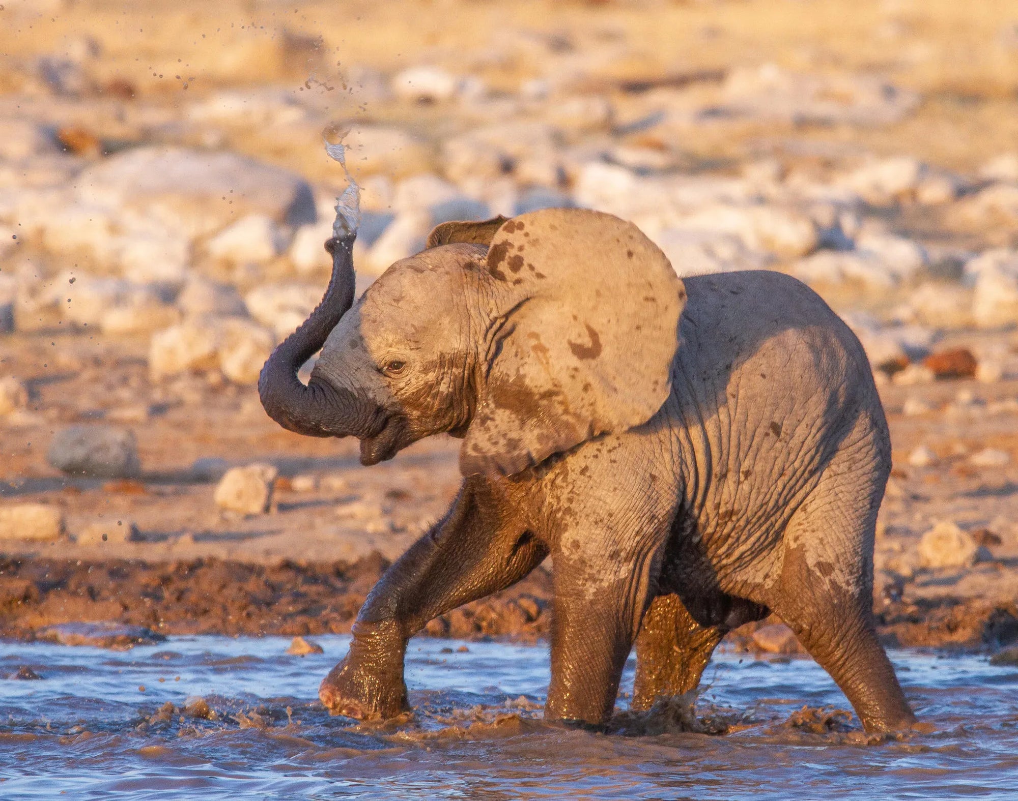 Etosha National Park at Mushara Bush Camp, Etosha East, Namibia.