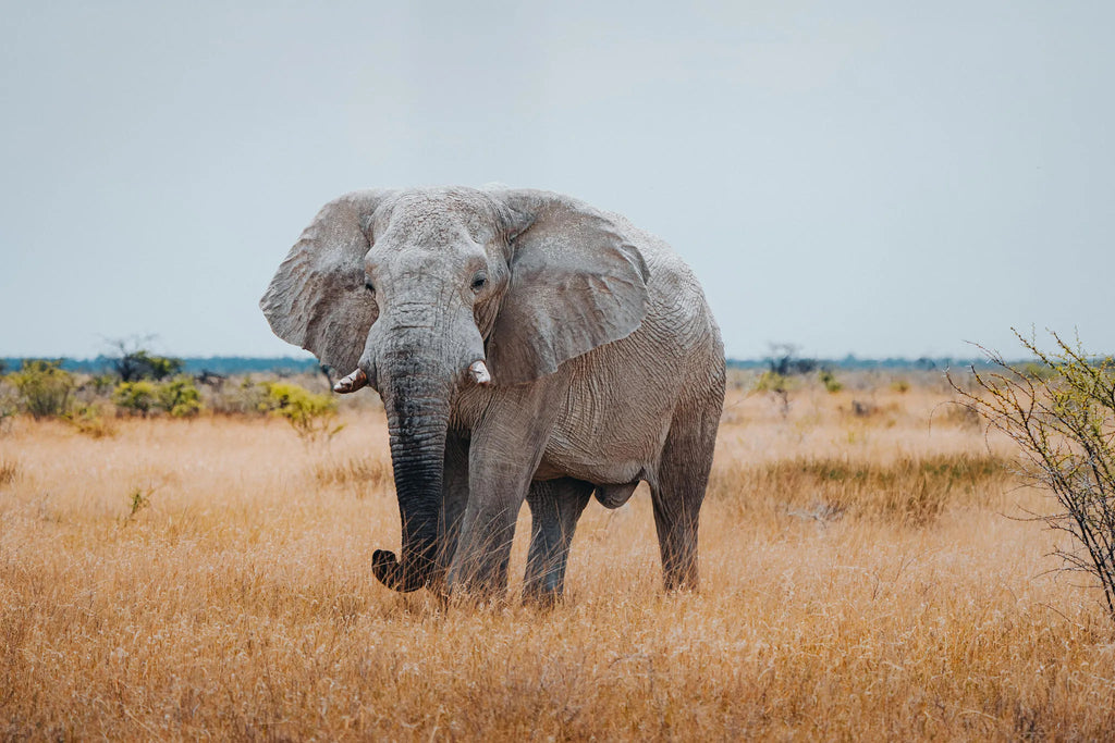 Etosha National Park at Mushara Bush Camp, Etosha East, Namibia.