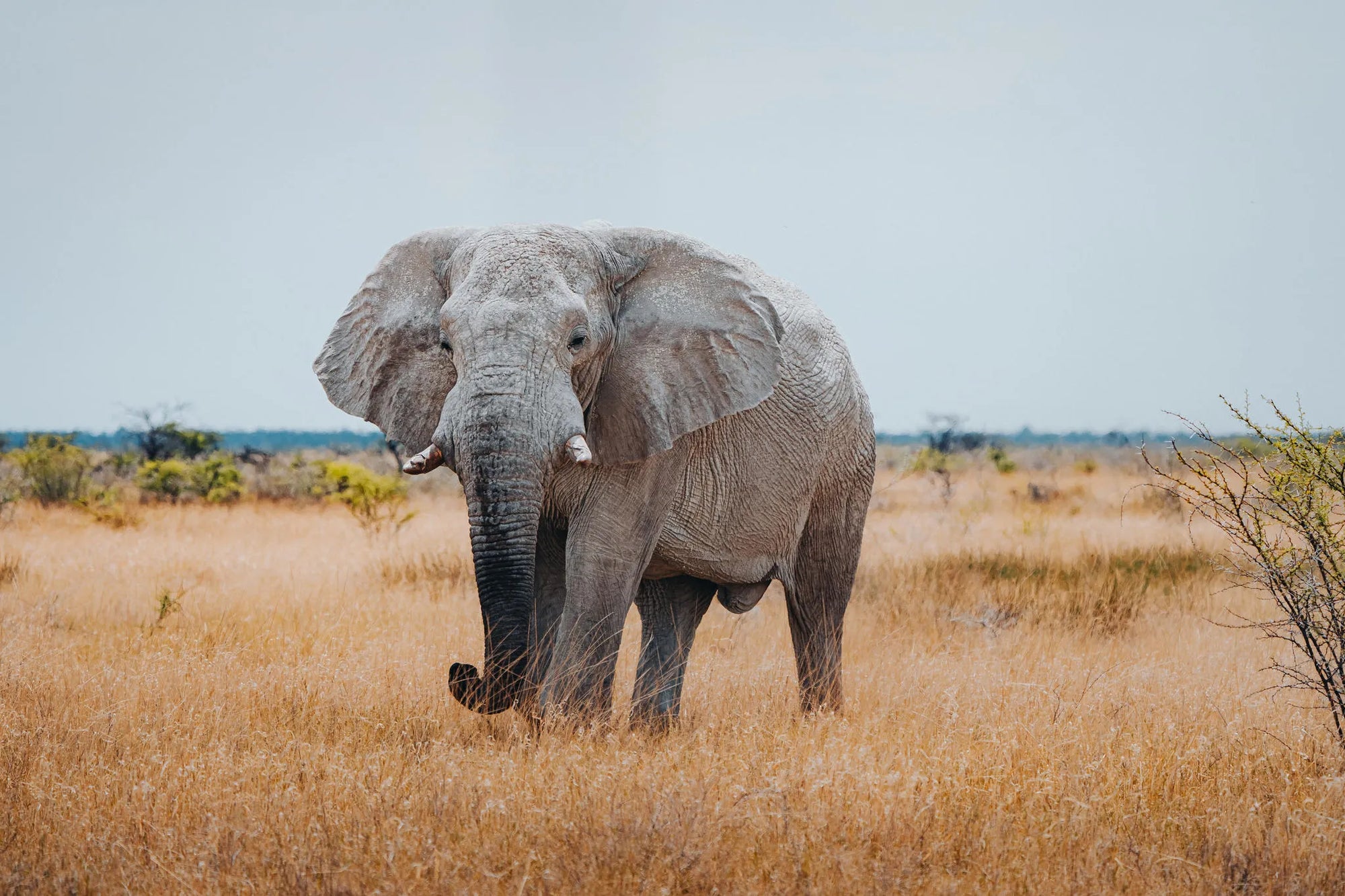 Etosha National Park at Mushara Bush Camp, Etosha East, Namibia.