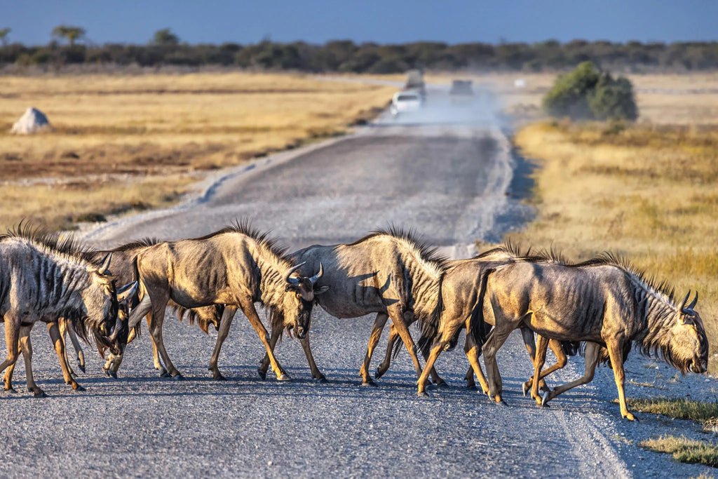 Etosha National Park at Mushara Bush Camp, Etosha East, Namibia.