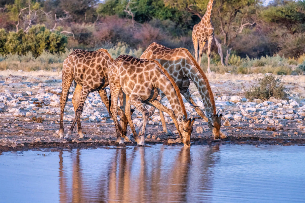 Etosha National Park at Mushara Bush Camp, Etosha East, Namibia.