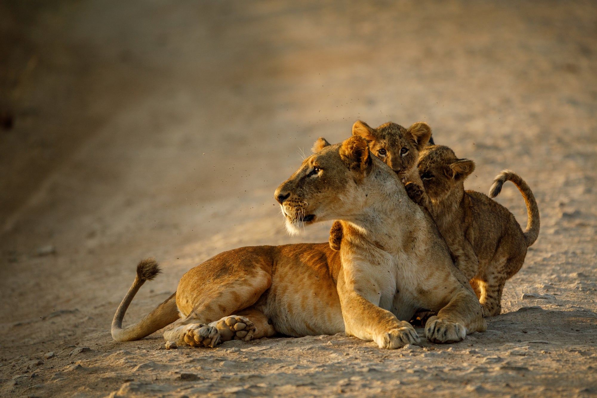 Game drive from Nairobi Tented Camp