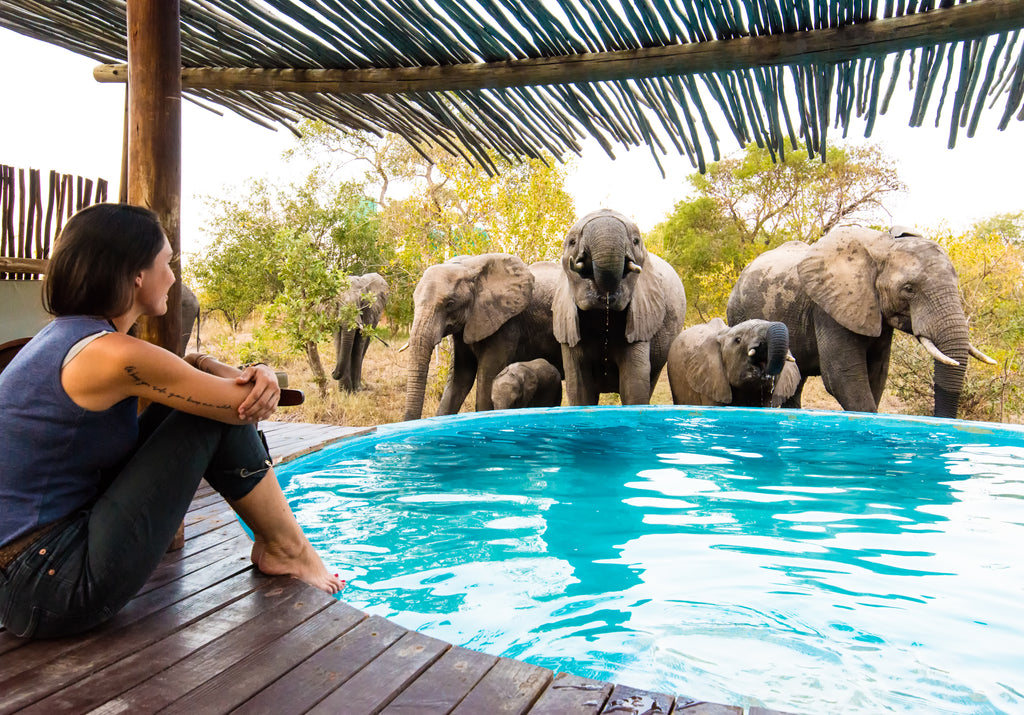 Elephants at the Africa on Foot Swimming Pool