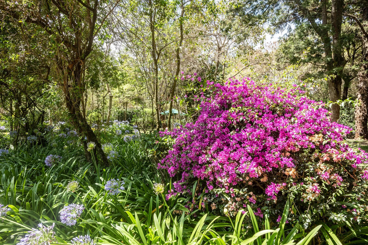 Bougainvillea in Bloom at House of Waine, Nairobi, Kenya.