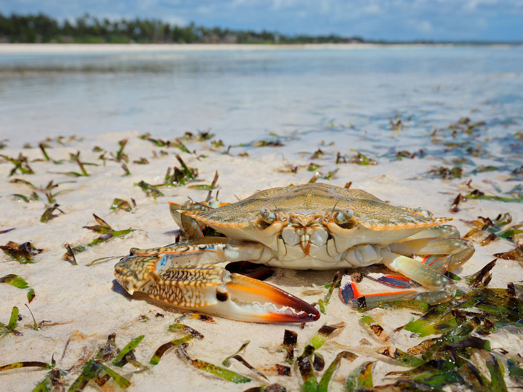 Chumbe Snorkeling (Gallery Tours)