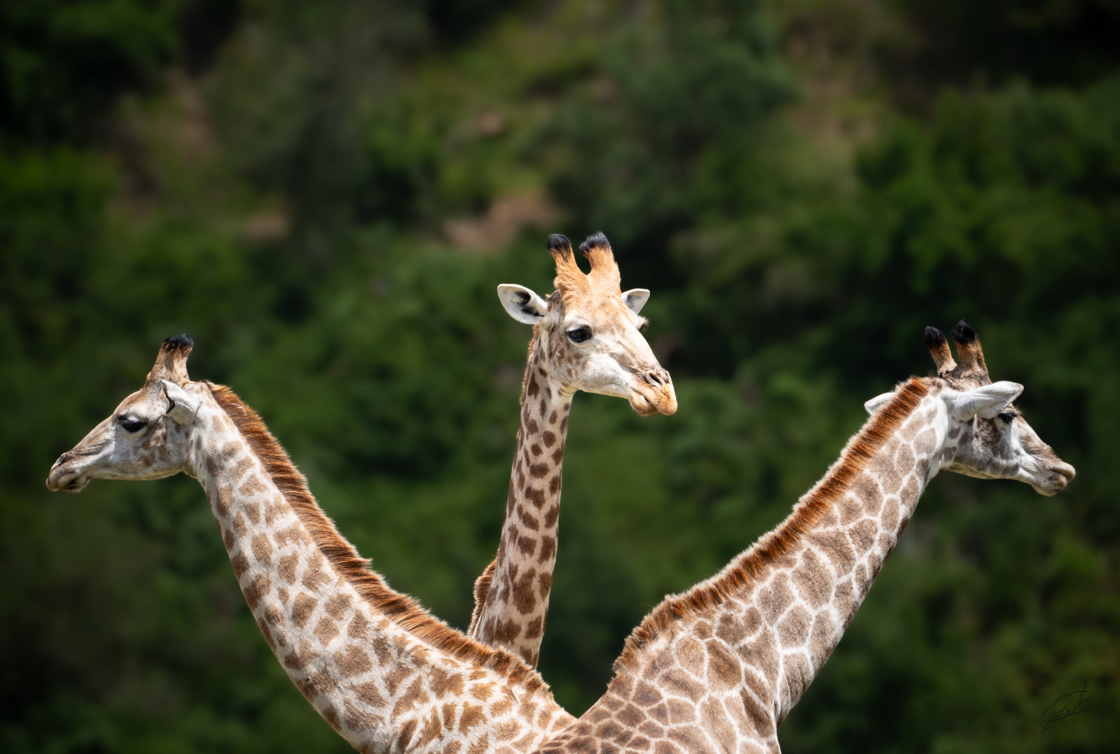 Giraffes