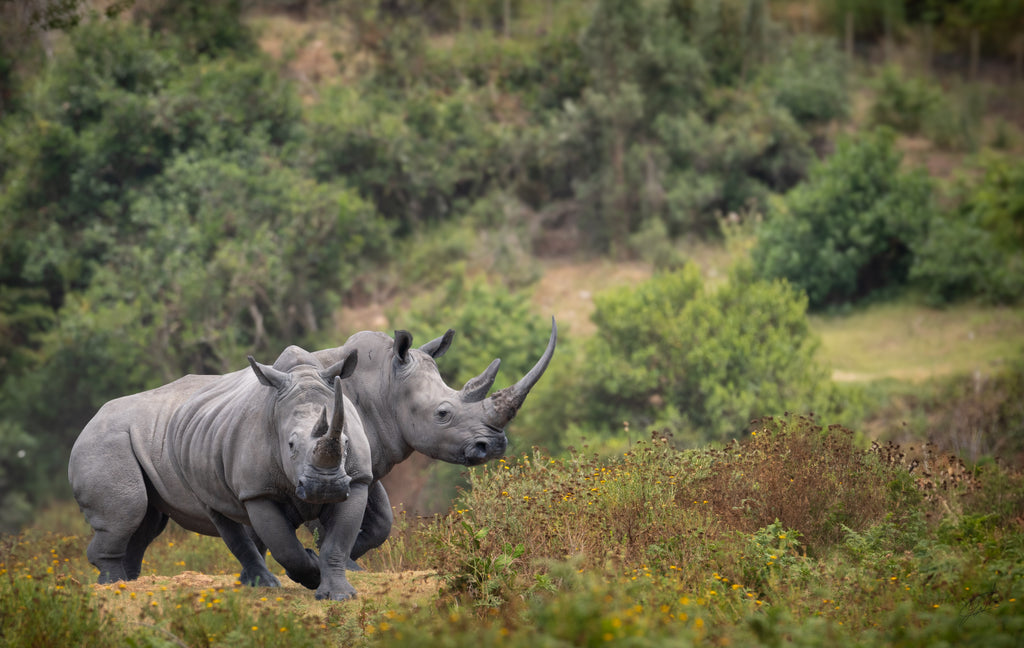 Rhino