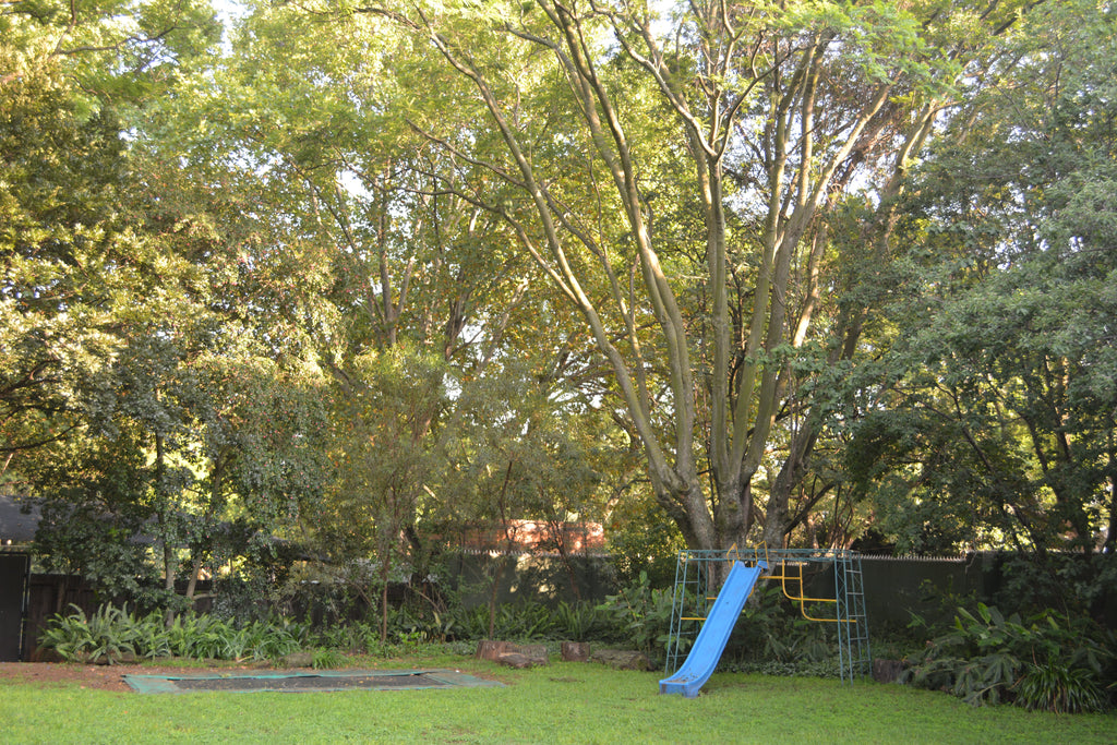 Jungle Gym