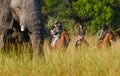 Elephants