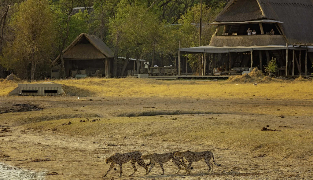 The Hide A Frame and Cheetah at The Hide Safari Camp, Hwange National Park, Zimbabwe.
