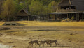 The Hide A Frame and Cheetah at The Hide Safari Camp, Hwange National Park, Zimbabwe.