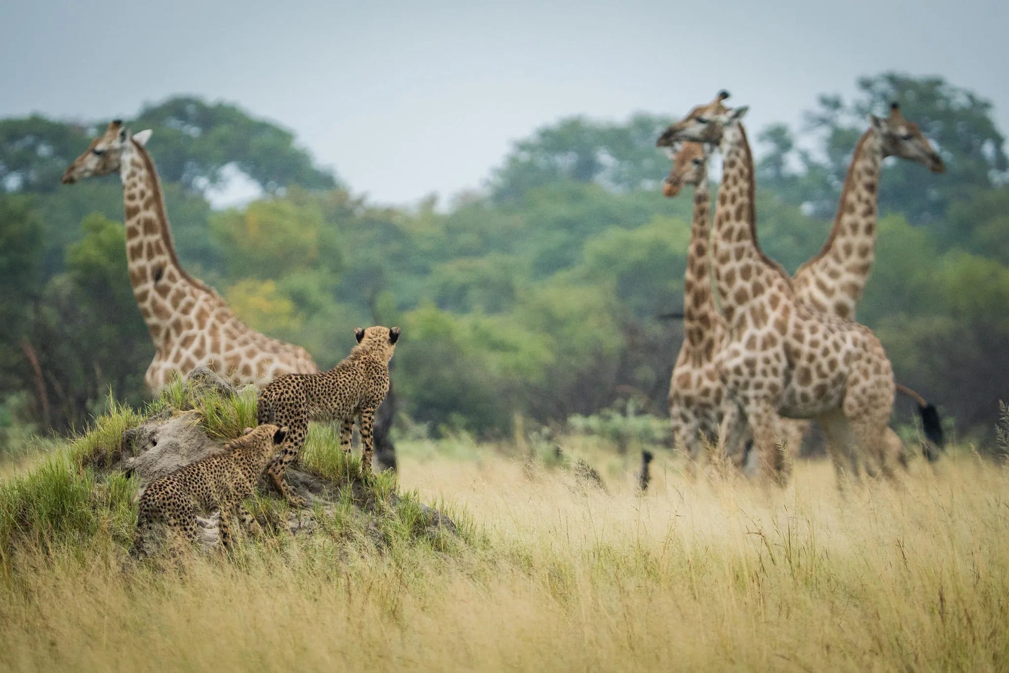 The Hide Wildlife - Cheetah and Giraffe at The Hide Safari Camp, Hwange National Park, Zimbabwe.