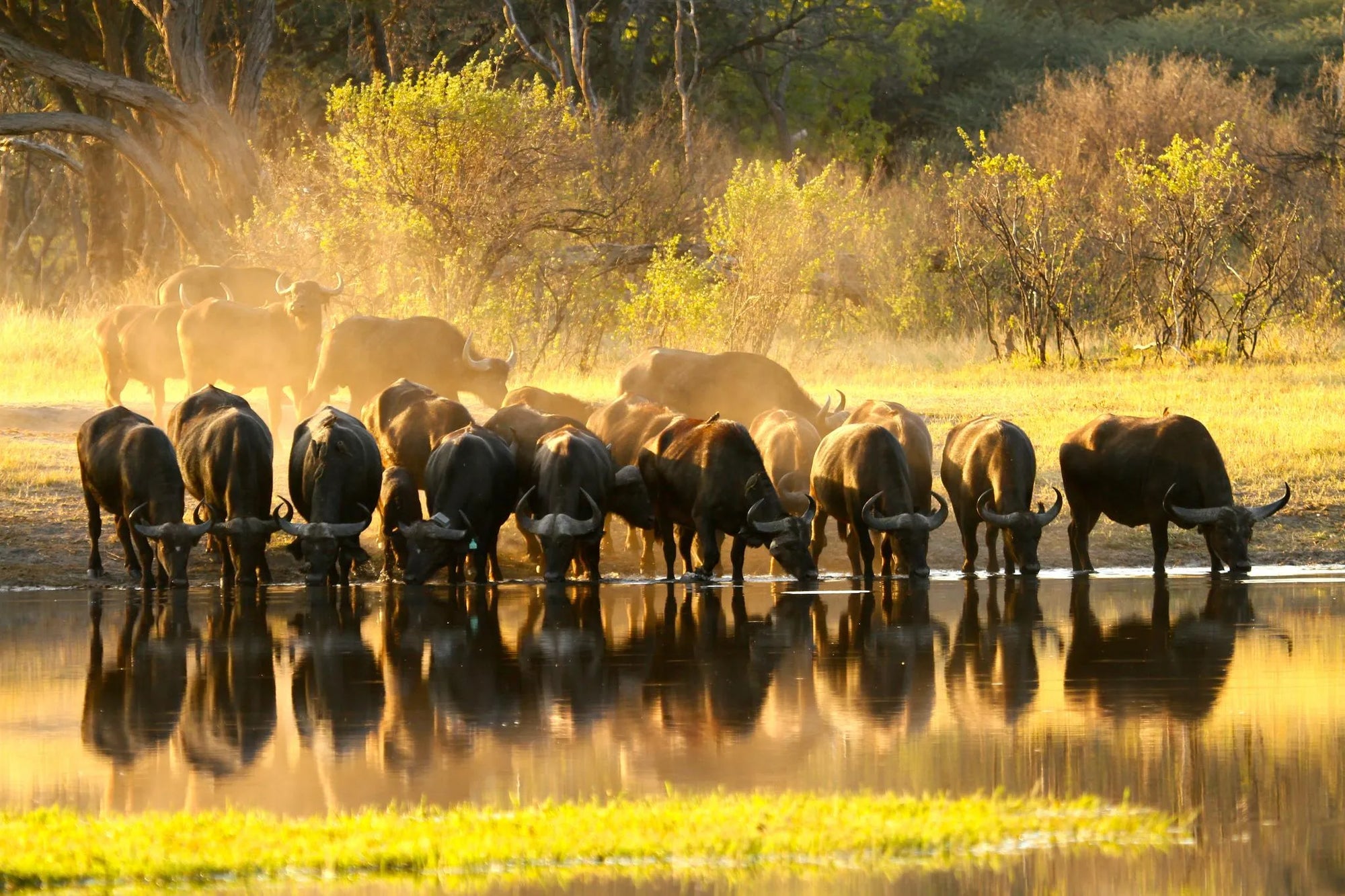 Buffalo at the Hide's waterhole at The Hide Safari Camp, Hwange National Park, Zimbabwe.