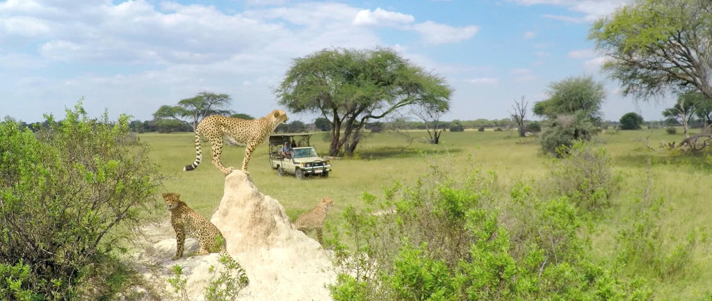 Cheetah on a game drive at The Hide Safari Camp, Hwange National Park, Zimbabwe.