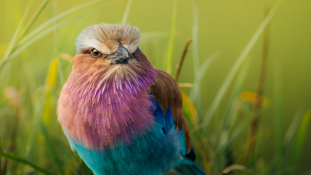 Emboo Wilderness Drive Lilac Breasted Roller