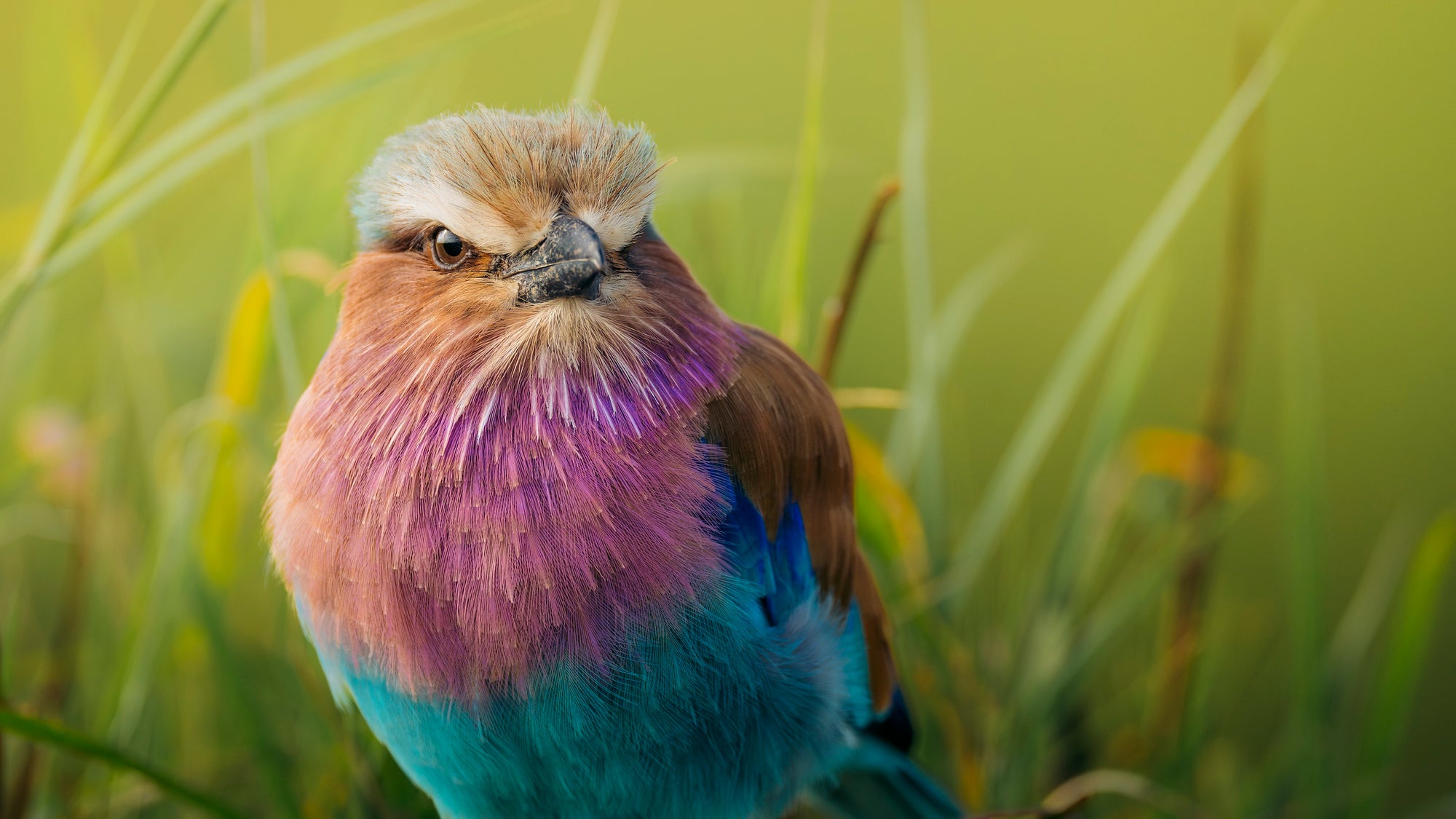 Emboo Wilderness Drive Lilac Breasted Roller