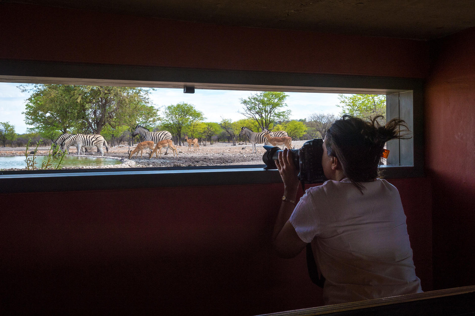 Anderssons at Ongava - Hide