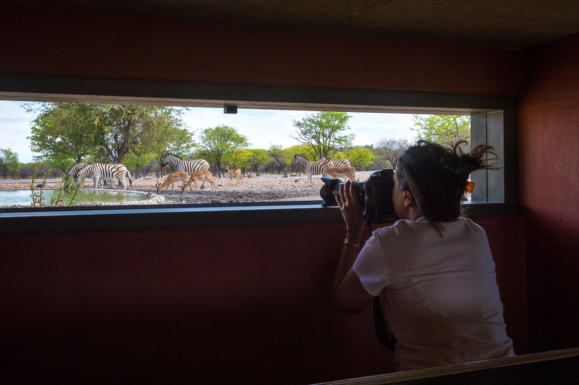 Anderssons at Ongava - Hide gallery image 1
